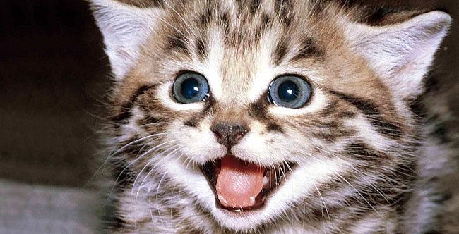 We all love our cats and this cute little kitty is no exception, but well written business blog posts can go viral in no time at all!